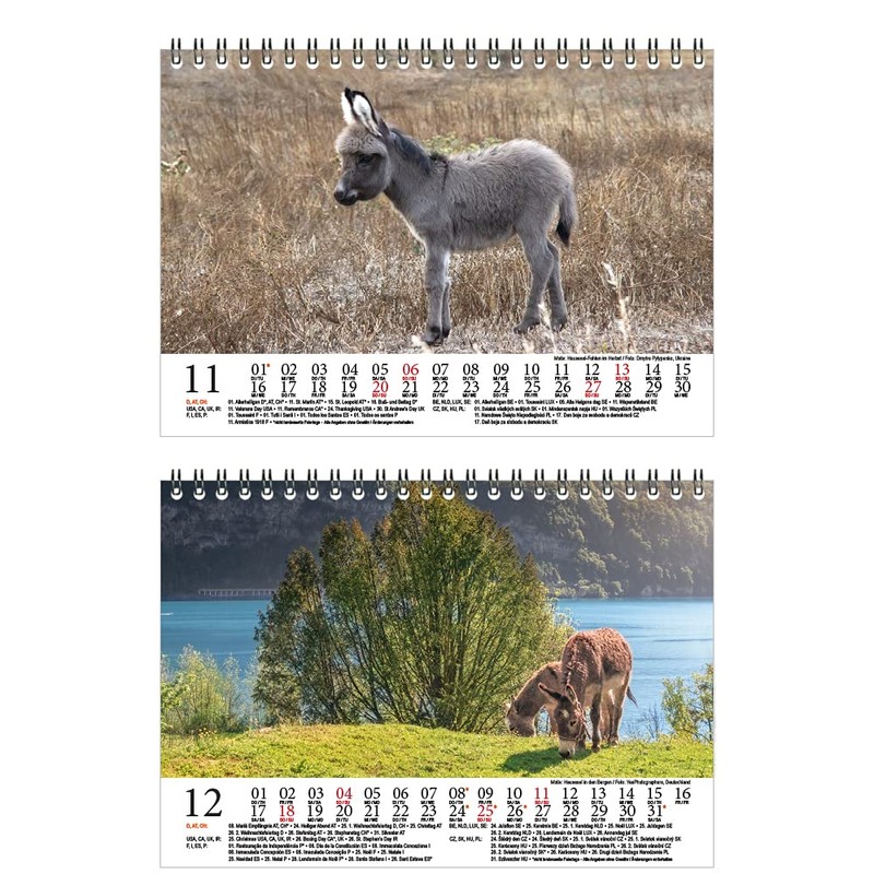 Eselzauber DIN A5 Desk Calendar for 2022 Donkey Seelenzauber