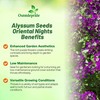 Outsidepride Oriental Nights Alyssum Seeds - 5000 Pcs Annual, Drought-Tolerant