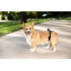 PetSafe CareLift Rear Support Harness - Lifting Aid with Handle