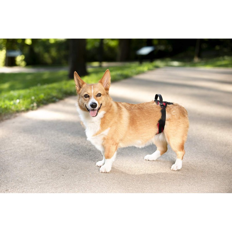 PetSafe CareLift Rear Support Harness - Lifting Aid with Handle