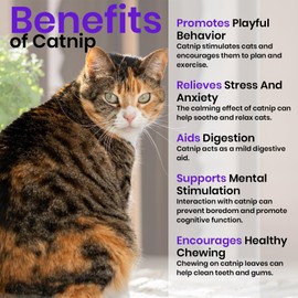 NatureZ Edge Catnip Seeds for Planting, 2.6 Grams, 4400+ Herb Seeds, Indoor or Outdoor Growing, Your Cat Will Love Them, Non-GMO