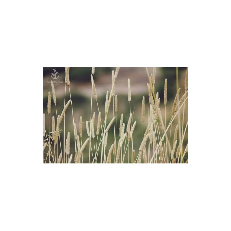 Climax Timothy Grass Seeds, 5 Pounds Pack by Seeds2Go