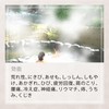 Japan Hot Spring - Ryujin- 30g - 5 piece