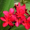Tropical Hawaiian Plumeria Tree Plant Red Cutting Unrooted T7 Discount