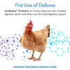 HealthyGut Probiotics for Chickens & Poultry, All-Natural Digestive System Dietary