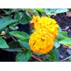 Lantana New Gold I 30 Live Plants I Verbenaceae Camara