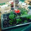 Garland Large High Dome Propagator