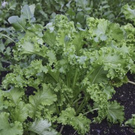 Richie’s Growth Market Mustard Seeds, Southern Giant Curled, Non-GMO, Heirloom, Greens, Free Shipping - 2000 Seeds