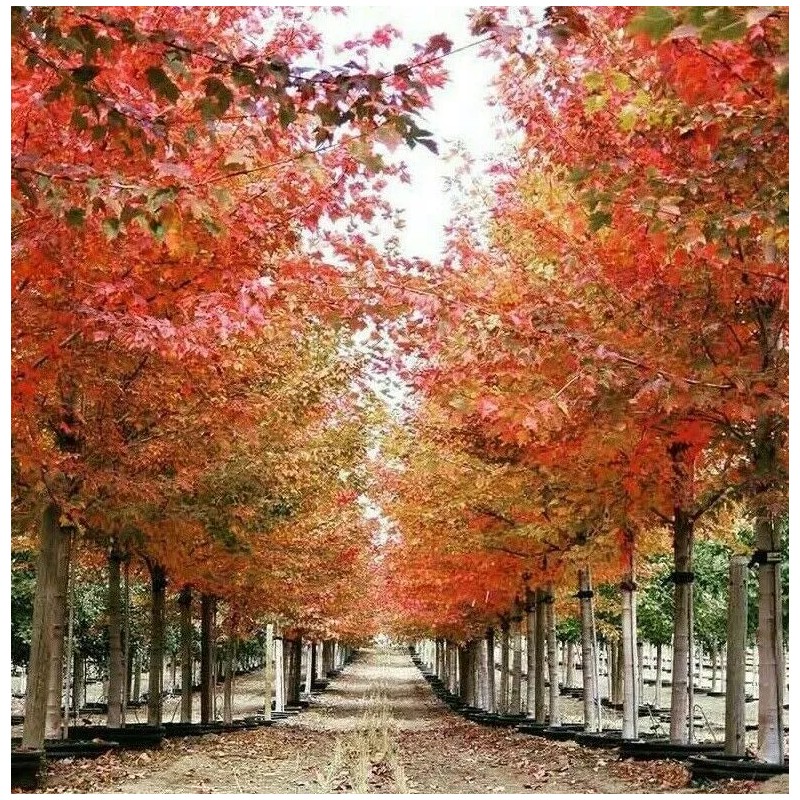 Tree Sun Valley Red Maple Tree - 8-14" Tall -