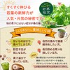 若葉 桑の葉茶 国産 粉末 桑の葉 パウダー 50g 青汁 熊本県産 カフェインレス