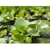 Bundle of 20 Water Hyacinth/Floating Pond Plants/Live Aquatic Plant