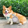 Dog Jogging Lead with Waist Belt - Free Handle Lead