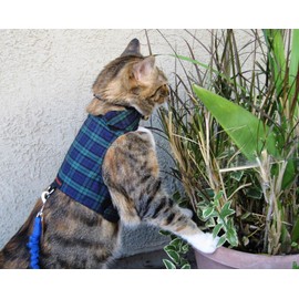 Mynwood Cat Jacket/Harness Black Watch Tartan Kitten up to 8month