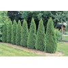 3 Emerald Green Arborvitae 6-12" Tall Live Plants in 2.5"
