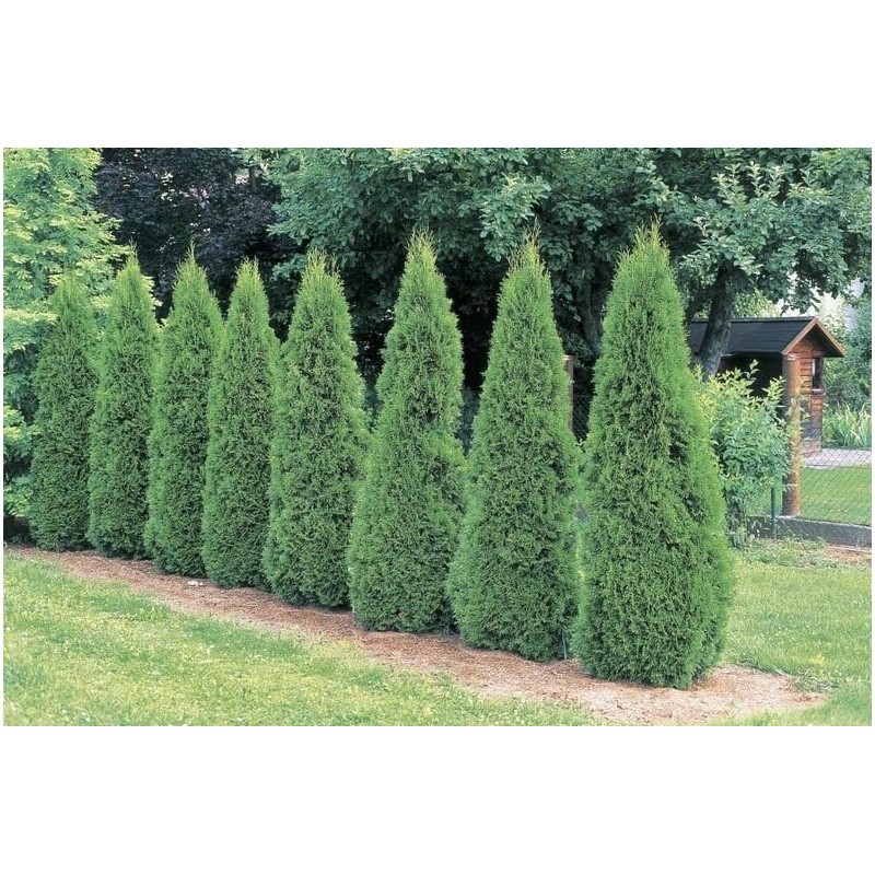 3 Emerald Green Arborvitae 6-12" Tall Live Plants in 2.5"