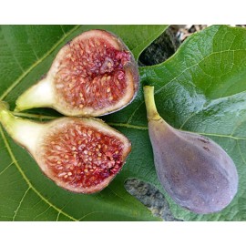 Mai's Family Fig Tree Seeds - Ficus carica Sweet Fruit Shrub, US Seller Mai's Family - 50