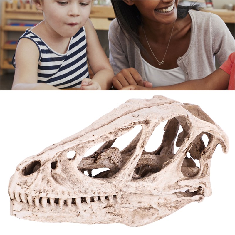 Resin Dinosaur Skull Model Simulated Animal Skeleton Home Office Decor