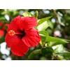 Red Hibiscus From Hawaii 2 Pack