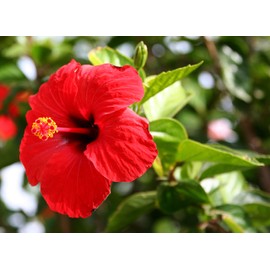 Red Hibiscus From Hawaii 2 Pack