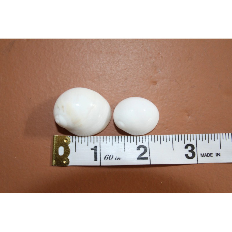 Shorely Yours NATICA MAMILLIA,Seash - 100 Shells