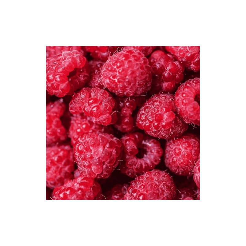 Caroline Raspberry Plants - Everbearing, Very Large Raspberries - Mature