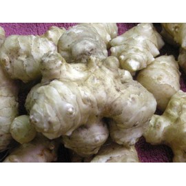 Stampede Jerusalem Artichoke Tubers (Organic) Per Tuber - Early Maturing - Big Tubers - Stampede Variety Sunchokes (20 Tubers)