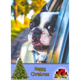 Boston Terrier Dog Christmas Card 'Happy Christmas' - Special Animal Xmas Card for Him Her from Pets Kids