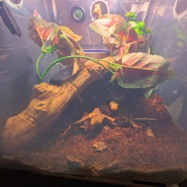 Unbranded Reptile Tub Enclosure