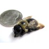 4 Real Carpenter bee DRYED SPECIMEN INSECT TAXIDERMY WE GOT