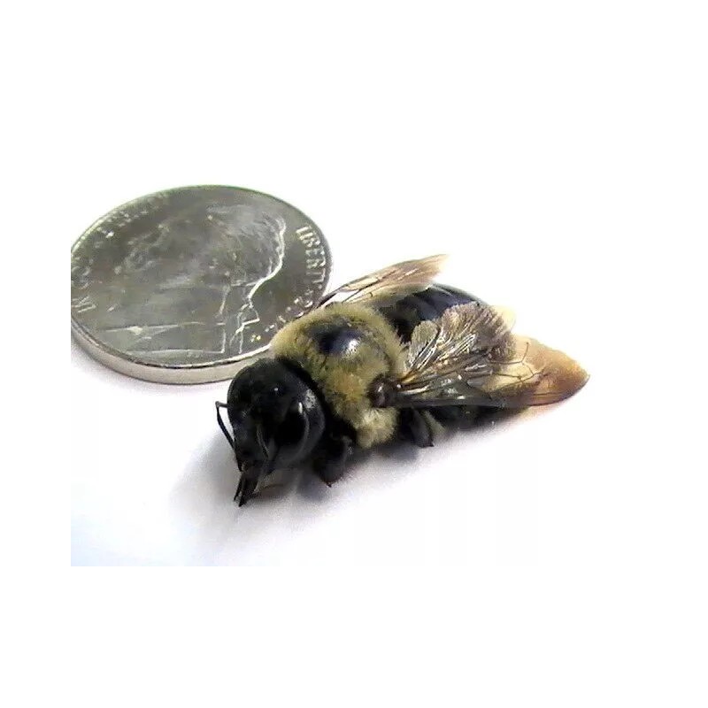 4 Real Carpenter bee DRYED SPECIMEN INSECT TAXIDERMY WE GOT