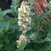 Lemon Catnip / White Balm (Nepeta Cataria ssp. citriodora) -