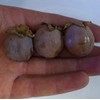 10 Persimmon Tree - Diospyros virginiana Seeds (Organically Grown)