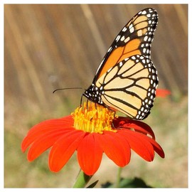 Everwilde Farms - 1 Oz Mexican Sunflower Wildflower Seeds - Gold Vault