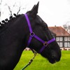 Horse Halter for Warm-Blood, Thoroughbred and Cold-Blood – Stable Halter,
