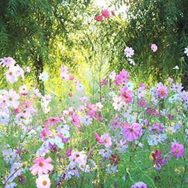 Cosmos Seeds - Pastel Mix - Packet - Pink/White/Purple Flower Seeds, Open Pollinated Seed Attracts Bees, Attracts Butterflies, Attracts Hummingbirds, Attracts Pollinators, Easy to Grow & Maintain