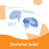 Learning Resources Cross-section Brain Model - 2 Pieces, Ages 7+
