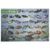 Painless Learning Freshwater Fish Placemat
