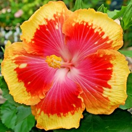 Hibiscus 🌺🌺 MADAGASCAR hibiscus MOSCHEUTOS mallow Malvaceae STARTER Live PLANT US ship