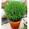 SeedsUP - 500+ Seeds Thyme - Herb Green