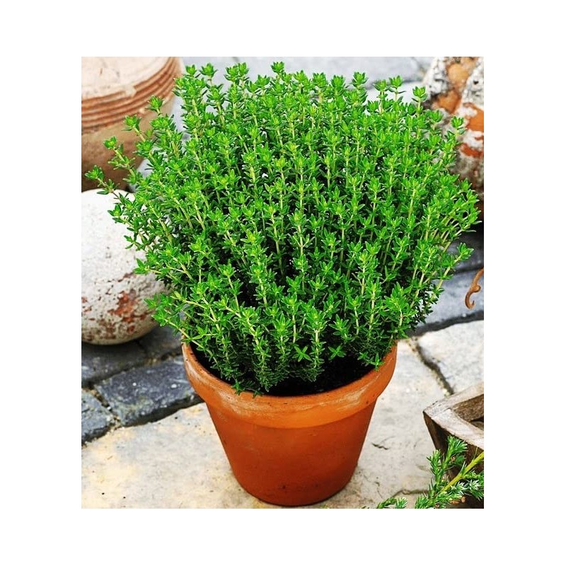 SeedsUP - 500+ Seeds Thyme - Herb Green