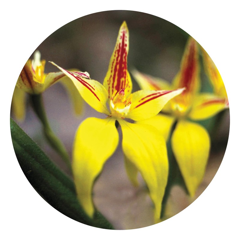 Yellow Cowslip Orchid 15 ml Stockbottle Australian Bush Flower Essences