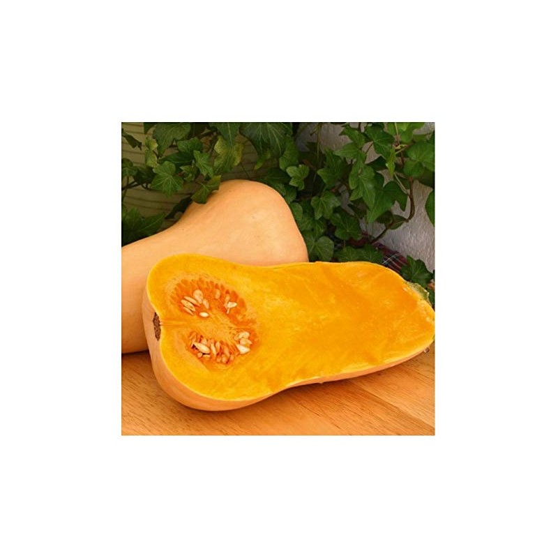 Premier Seeds Direct Squash - Butternut - Hunter F1-20 Seeds