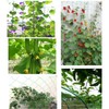 Garden Plant Trellis Netting Green Trellis Netting Polypropylene Plant Support