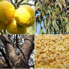 Flavor Life burendoessensyaruoiru Purifying 20ml