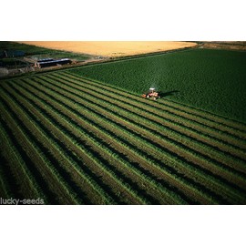Seed Ranch Alfalfa Seed (Common Alfalfa ) Excellent Deer or Turkey Food Plot 1 Lb
