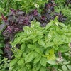 Ornamental Mixture Basil Seeds - 1 Lb ~304000 Seeds -