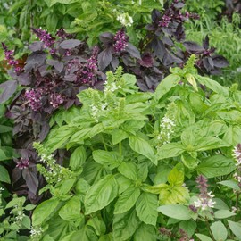 Ornamental Mixture Basil Seeds - 1 Lb ~304000 Seeds - Non-GMO - Growing Microgreens, Herb Garden - Ocimum basilicum