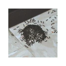 Rockwell Intice Gelanimo Ant Bait- 10 Stations