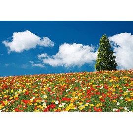 1000 Piece Jigsaw Puzzle Colorful Walk (Hyogo) Compact Piece (10.2 x 15.0 inches (26 x 38 cm)