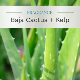 Essential Elements by Candle-lite Scented Candles, Baja Cactus & Kelp Fragrance, One 14.75 oz. Three-Wick Aromatherapy Candle with 45 Hours of Burn Time, Off-White Color